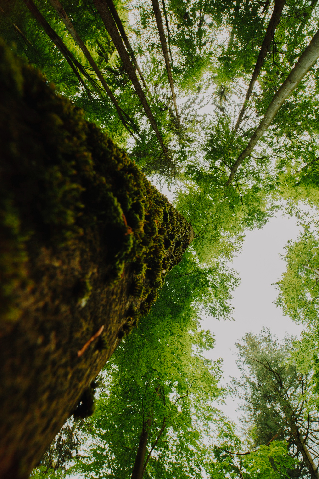 bottom-view-group-trees