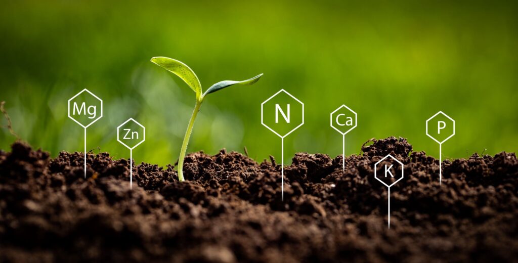 magnésio nas plantas