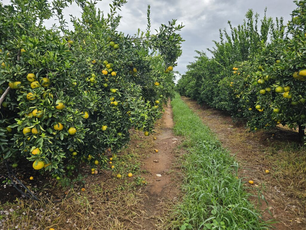 fruticultura no Brasil