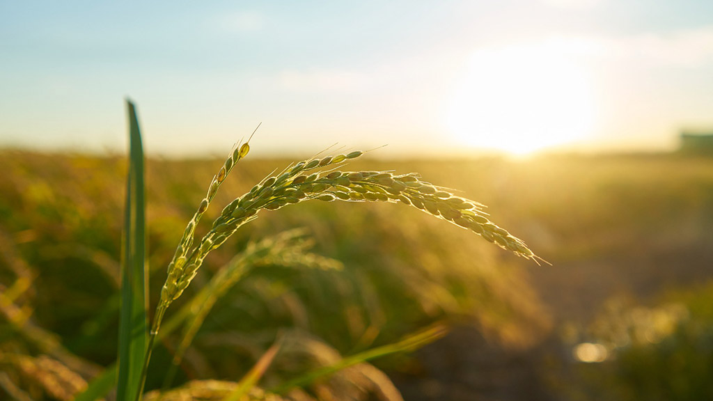 Tendências da agricultura sustentável