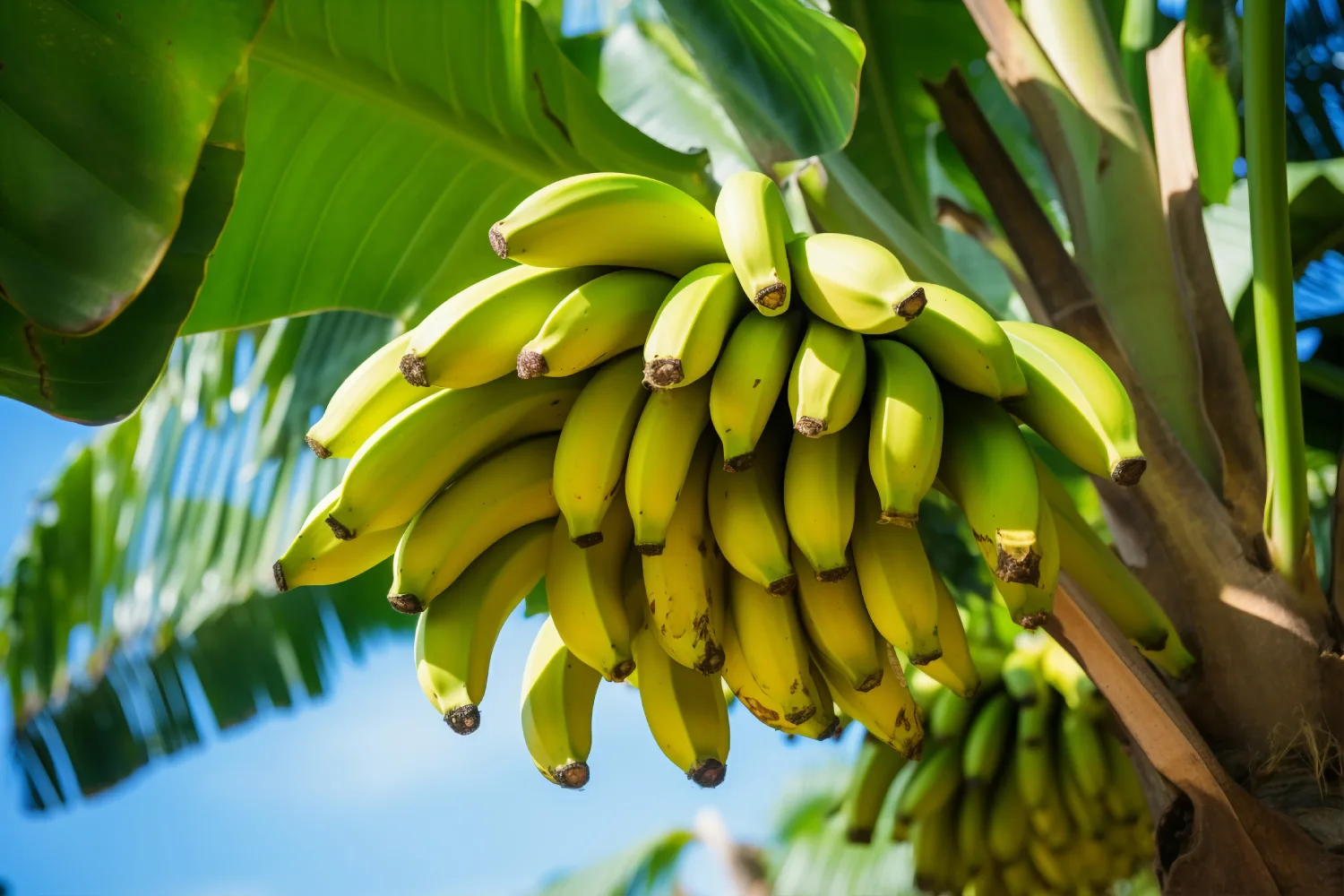 bananeira-mg-agro