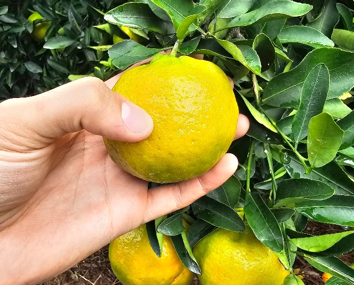 Fruticultura brasileira