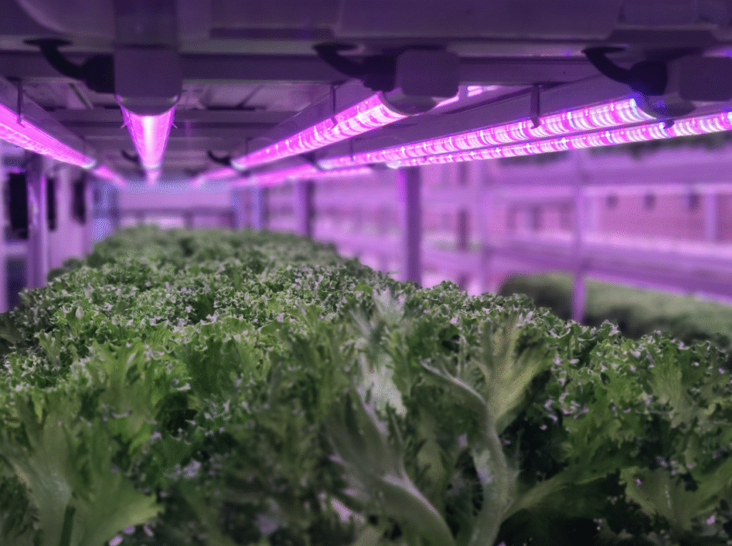 agricultura vertical