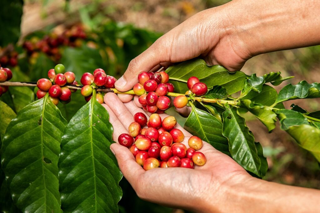 plantio de café sustentável