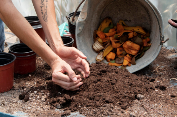compostagem e fertilização