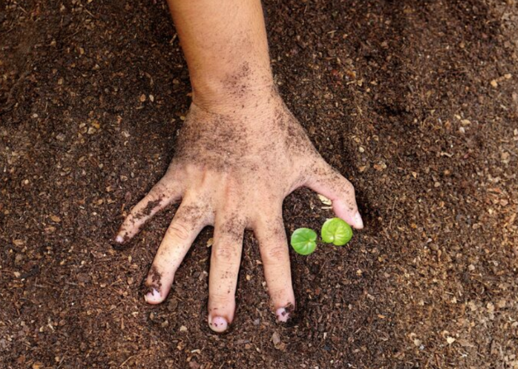deficiência de cálcio no solo