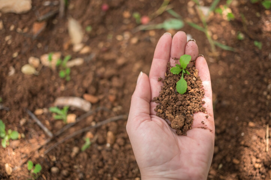 manter a fertilidade do solo