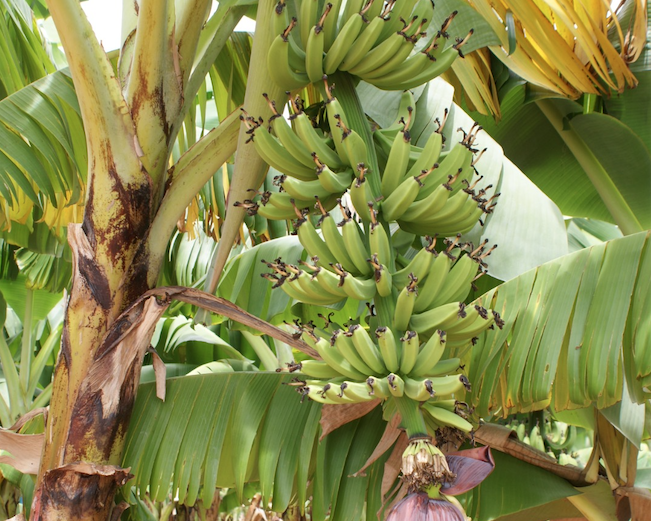 nutrição de frutíferas