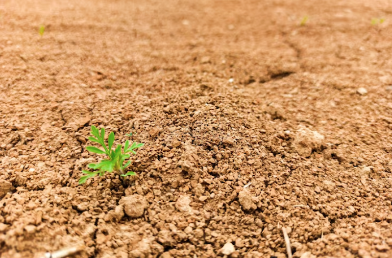 fertilizante para solo arenoso