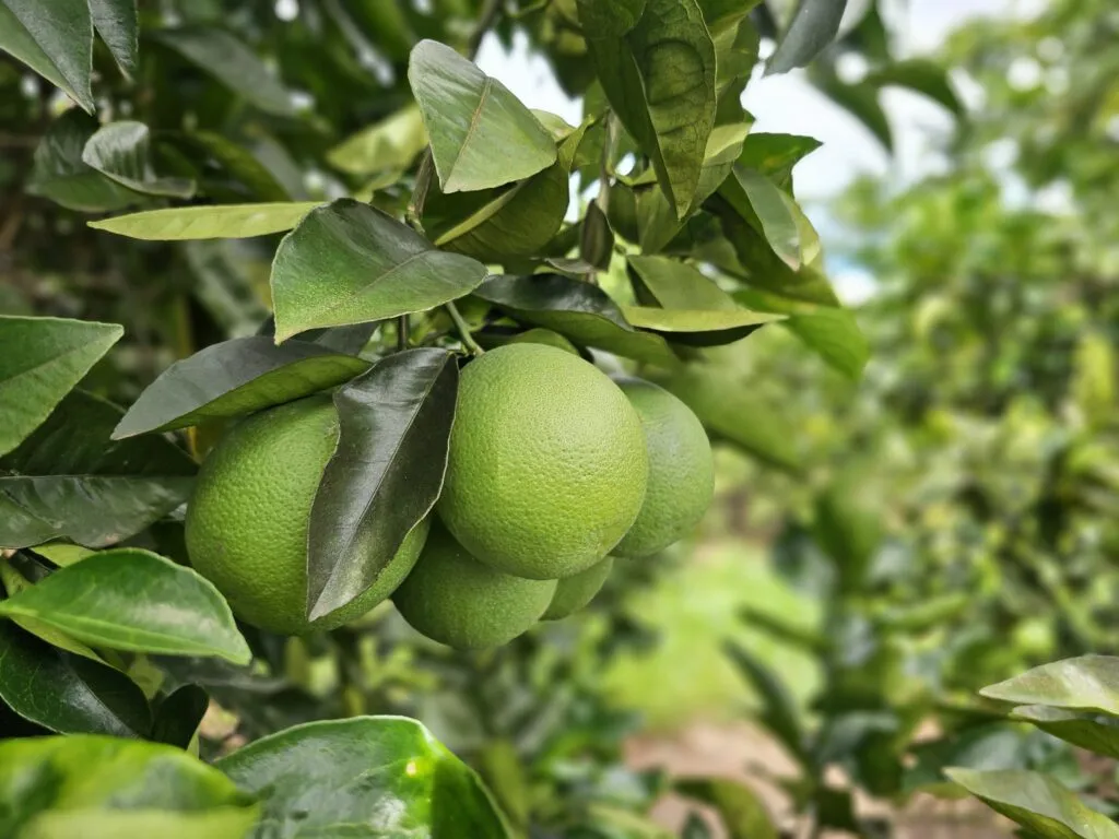 fruticultura