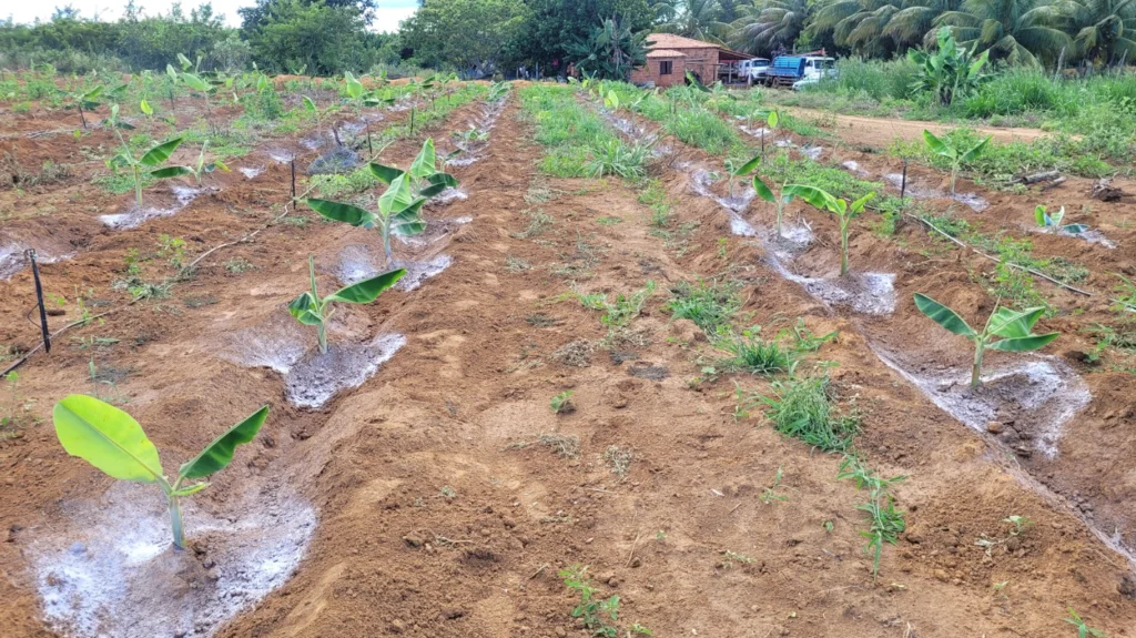 fertilizantes para plantas