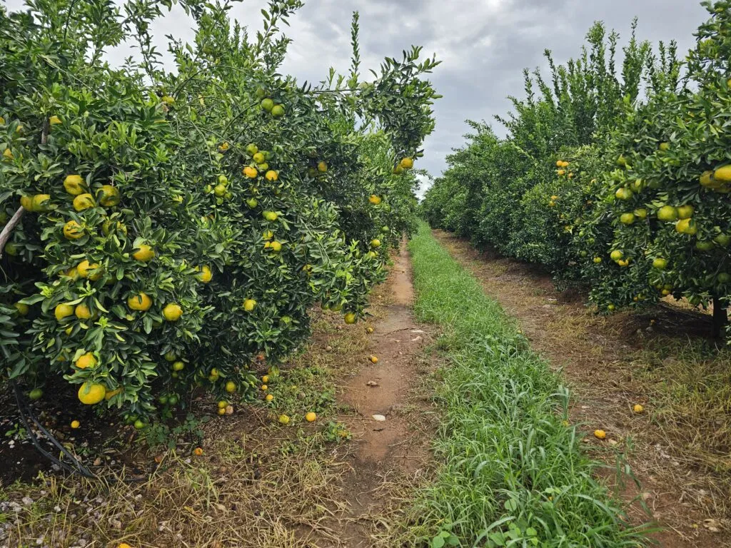 fruticultura no Brasil