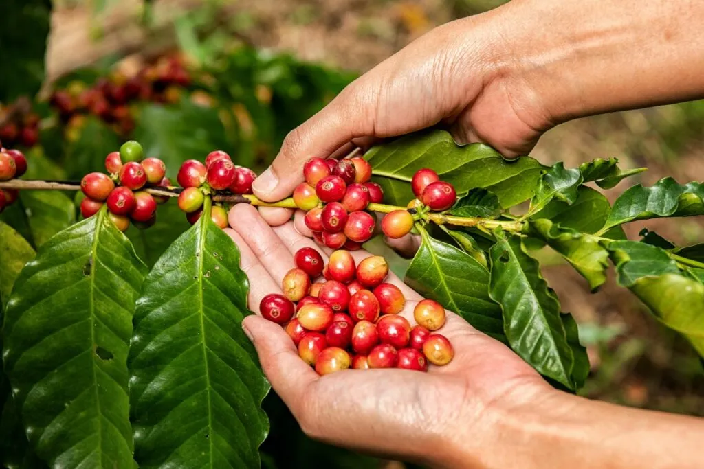 plantio de café sustentável