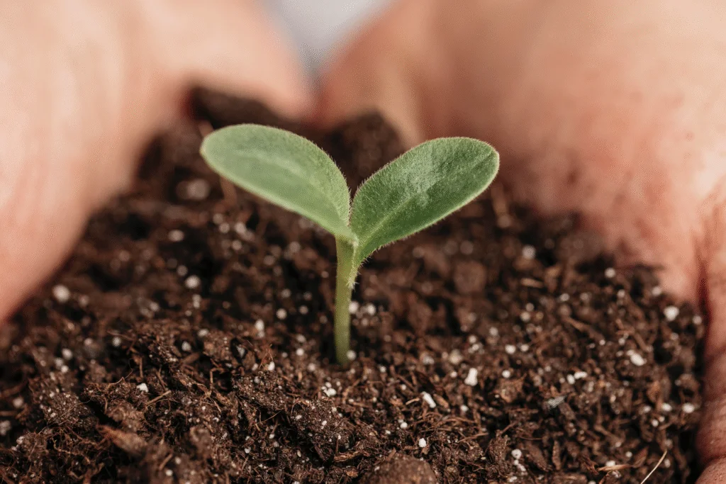 Micronutrientes no solo