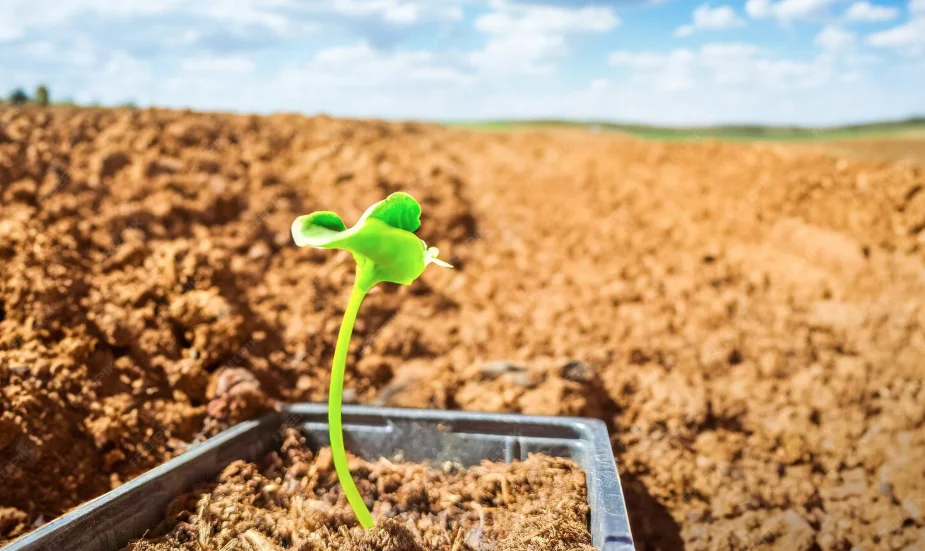 fertilidade do solo