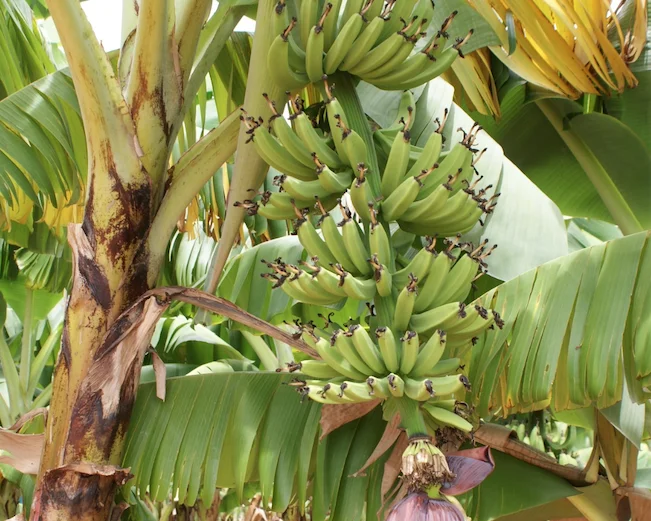 nutrição de frutíferas