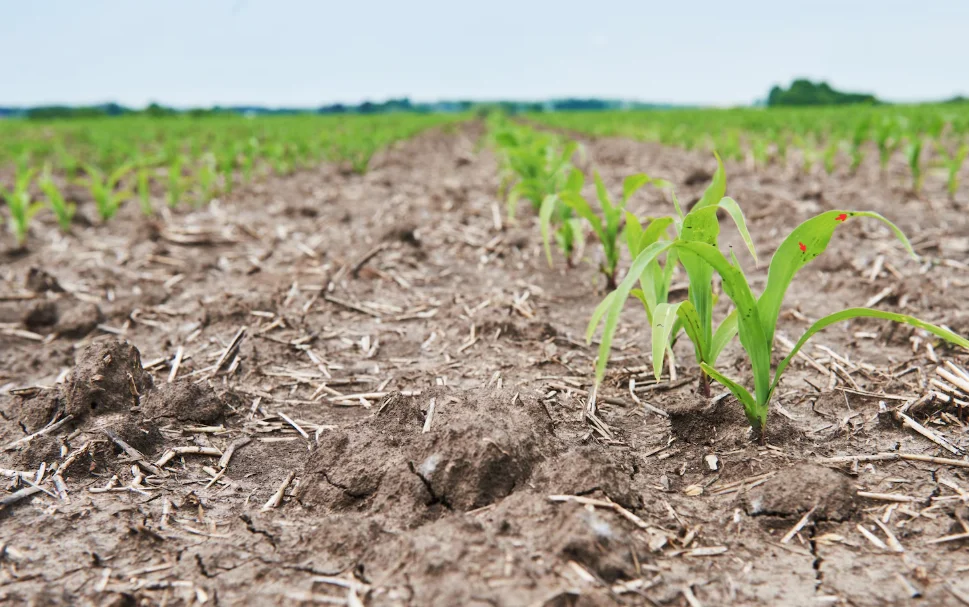 estresse hídrico e fertilizantes